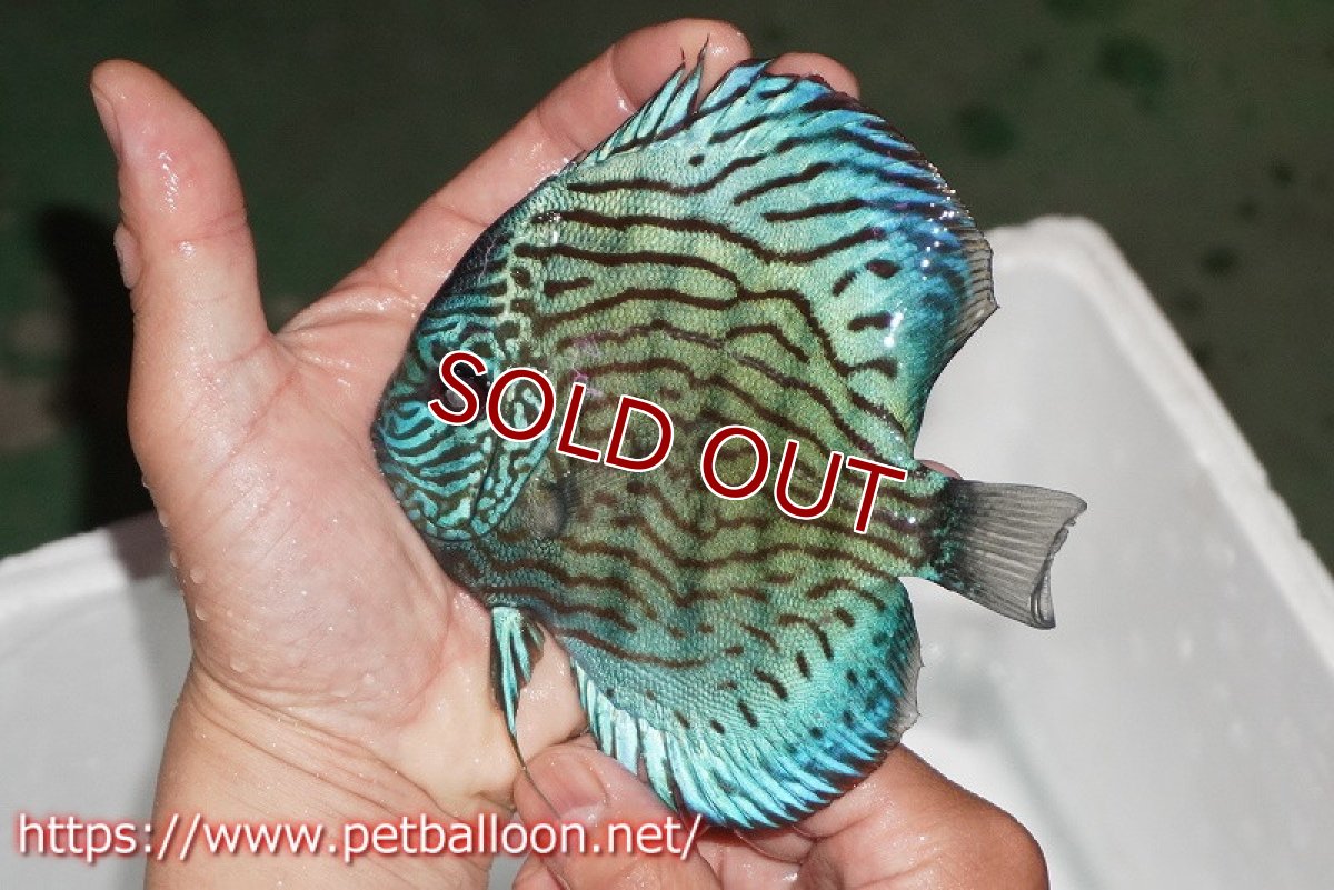 画像2: 【ディスカス】【通販】ジャックワットレーオールドタイプ第三系統【京の匠 直系 国産ブリード】【個体販売】14cm（生体） (2)