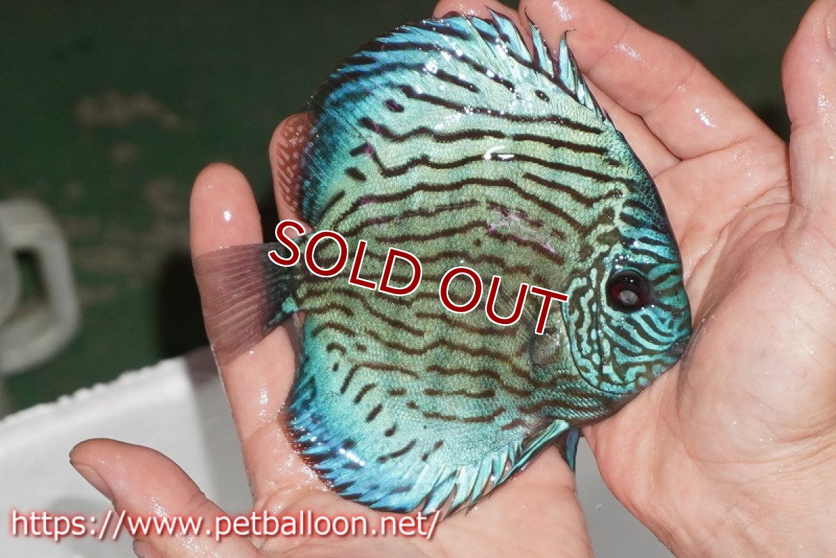 画像3: 【ディスカス】【通販】ジャックワットレーオールドタイプ第三系統【京の匠 直系 国産ブリード】【個体販売】14cm（生体） (3)