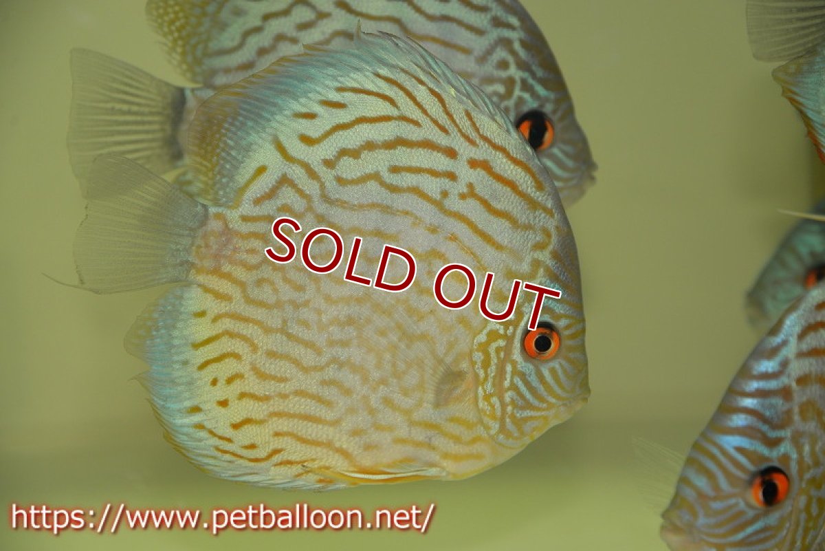 画像2: 【ディスカス】【通販】ジャックワットレーオールドタイプ第三系統【京の匠 直系 国産ブリード】【個体販売】14cm（生体） (2)