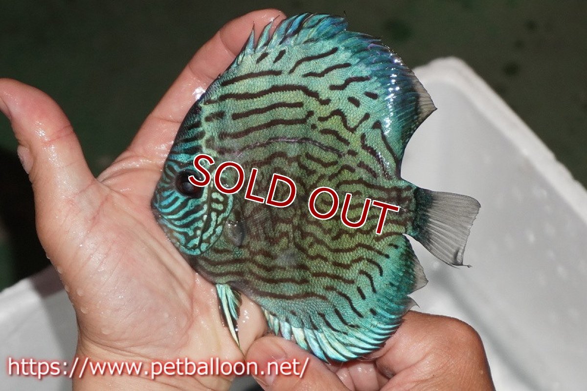 画像3: 【ディスカス】【通販】ジャックワットレーオールドタイプ第三系統【京の匠 直系 国産ブリード】【個体販売】14cm（生体） (3)