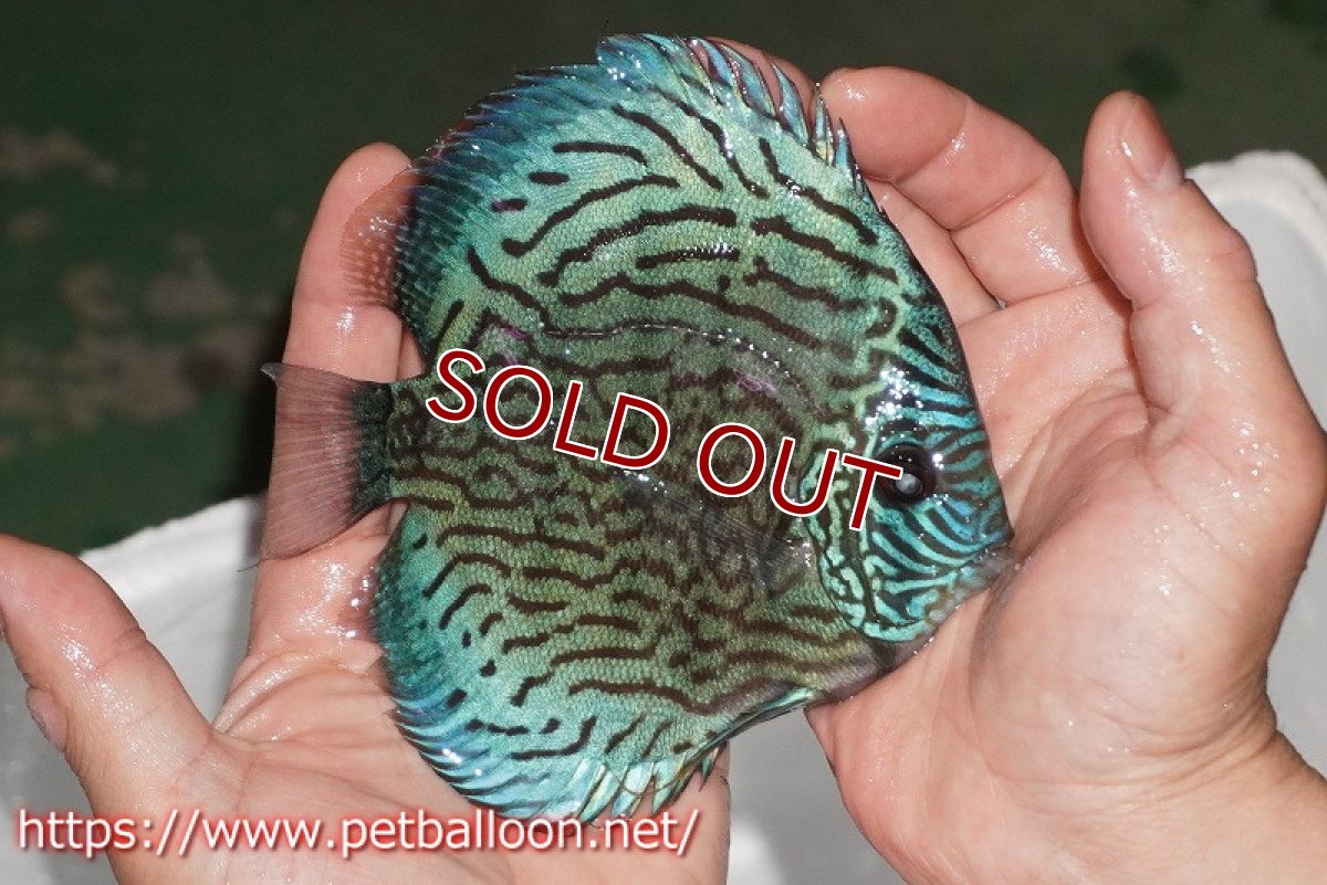 画像4: 【ディスカス】【通販】ジャックワットレーオールドタイプ第三系統【京の匠 直系 国産ブリード】【個体販売】14cm（生体） (4)