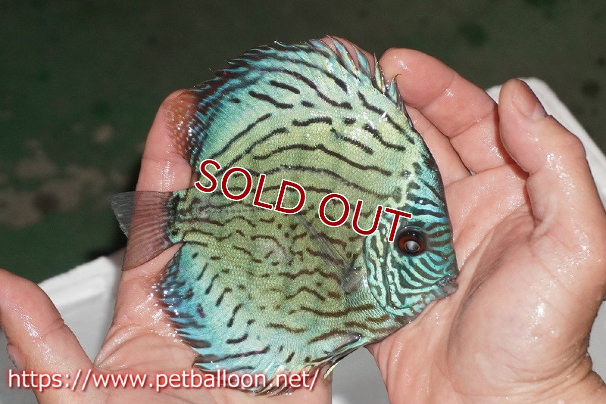 画像4: 【ディスカス】【通販】ジャックワットレーオールドタイプ第三系統【京の匠 直系 国産ブリード】【個体販売】15cm（生体） (4)