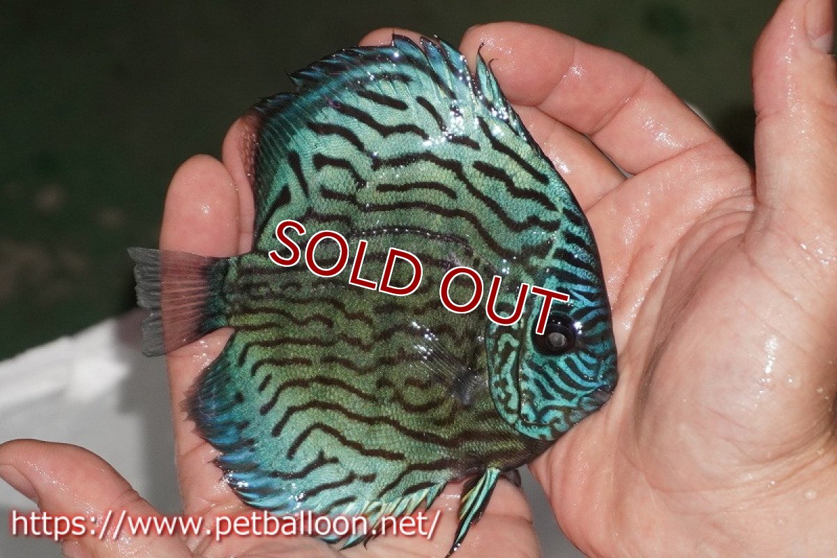 画像2: 【ディスカス】【通販】ジャックワットレーオールドタイプ第三系統【京の匠 直系 国産ブリード】【個体販売】14cm（生体） (2)