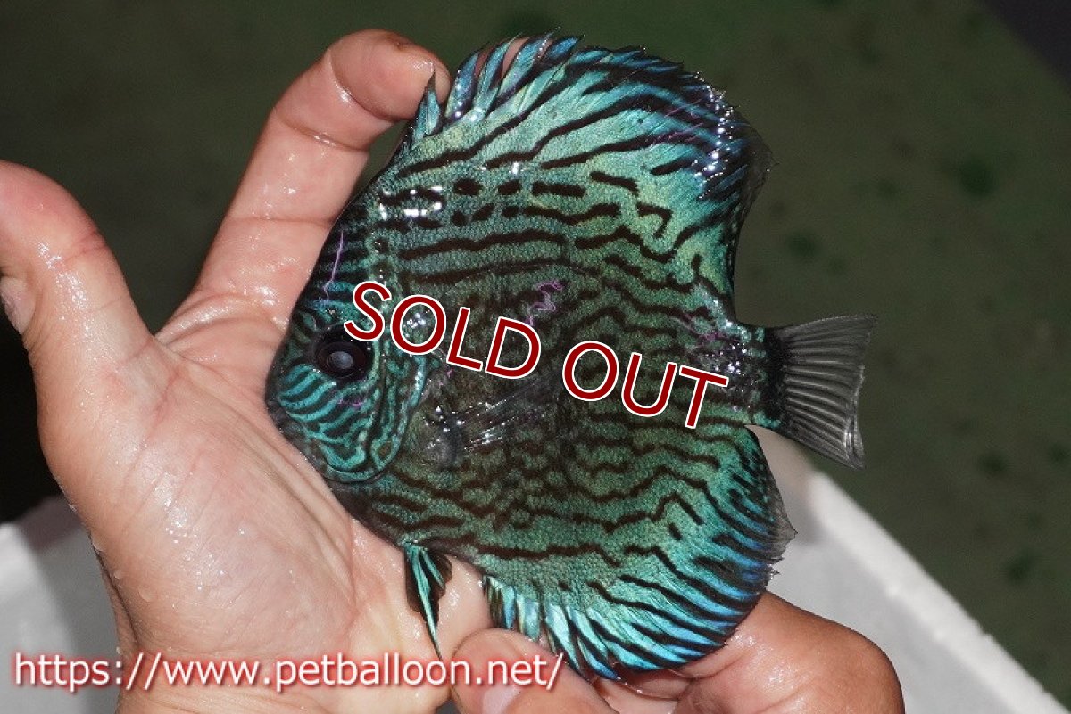 画像2: 【ディスカス】【通販】ジャックワットレーオールドタイプ第三系統【京の匠 直系 国産ブリード】【個体販売】14cm（生体） (2)