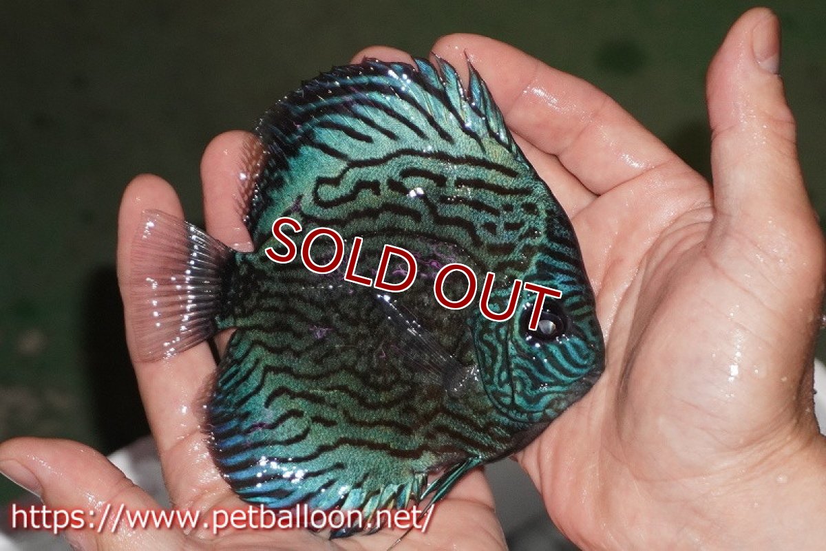 画像3: 【ディスカス】【通販】ジャックワットレーオールドタイプ第三系統【京の匠 直系 国産ブリード】【個体販売】14cm（生体） (3)