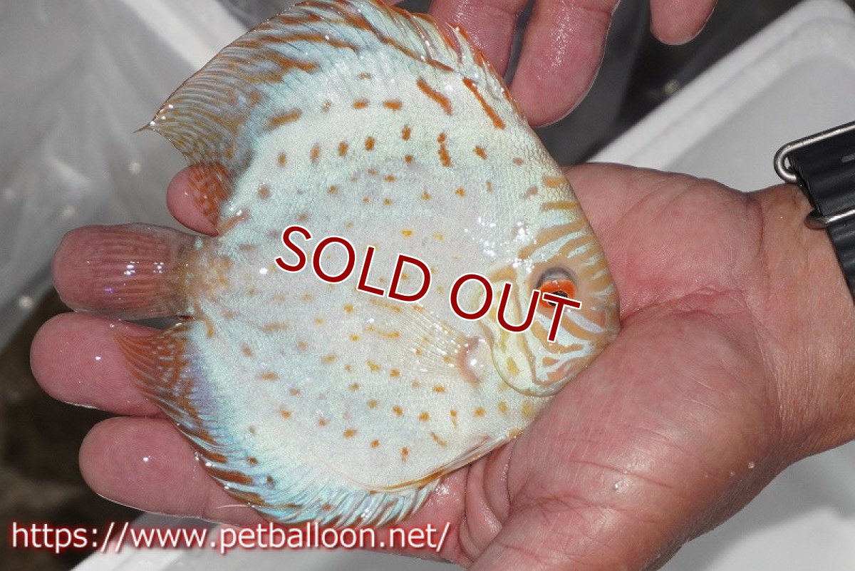 画像2: 【ディスカス】【通販】スーパーホワイトチェッカー【個体販売】10-11cm（生体）ペナン　ブリーダーTAN CHEE LOK (2)