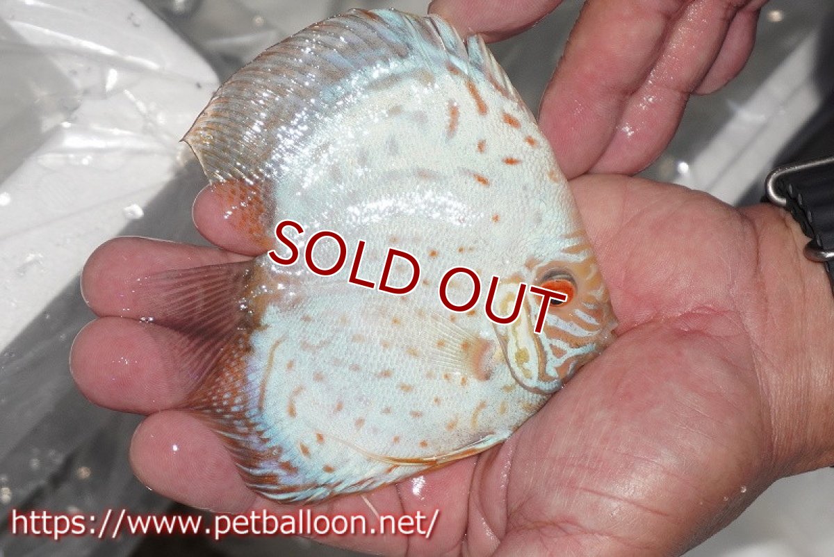 画像2: 【ディスカス】【通販】スーパーホワイトチェッカー【個体販売】10-11cm（生体）ペナン　ブリーダーTAN CHEE LOK (2)