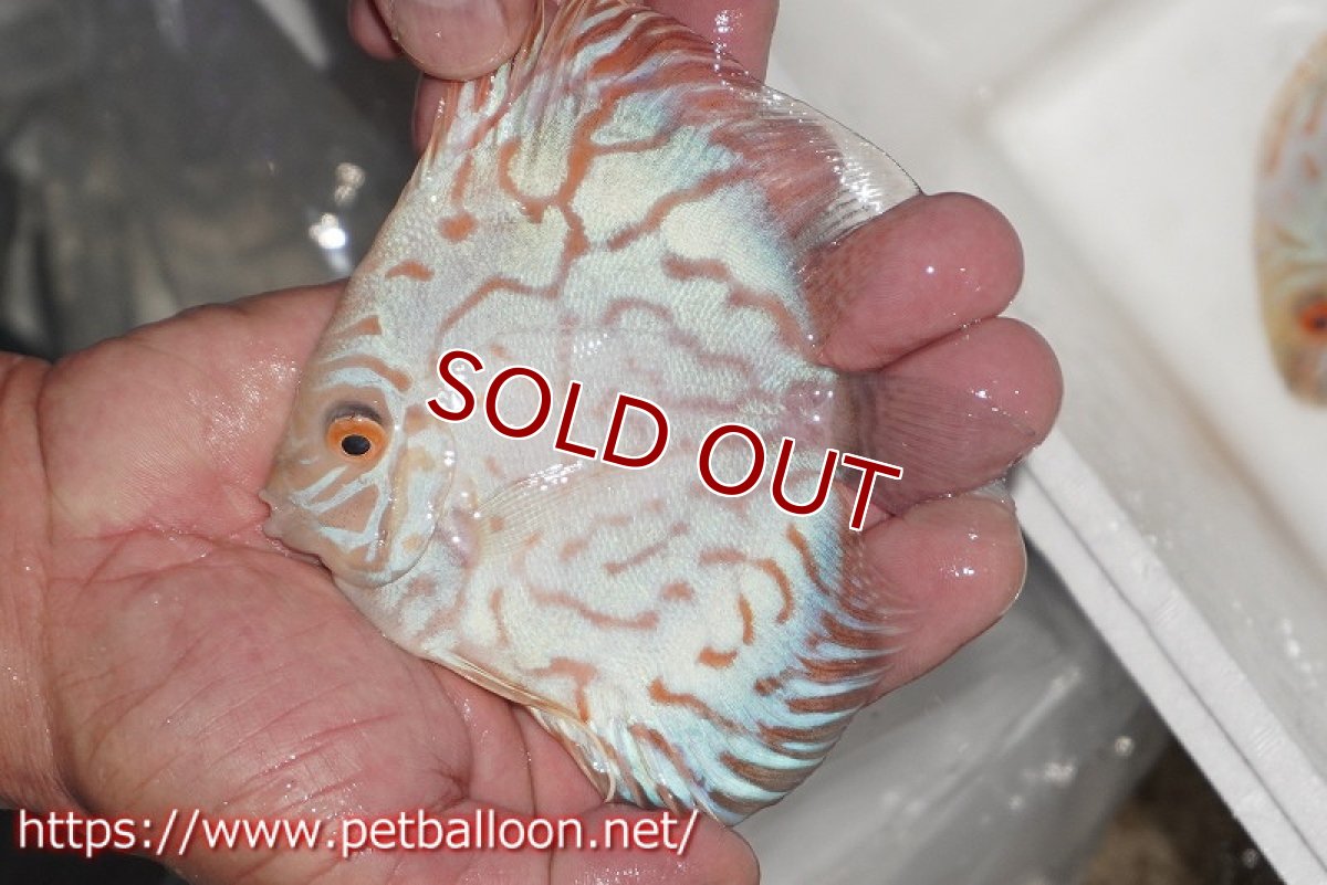 画像2: 【ディスカス】【通販】スーパーホワイトチェッカー【個体販売】10-11cm（生体）ペナン　ブリーダーTAN CHEE LOK (2)