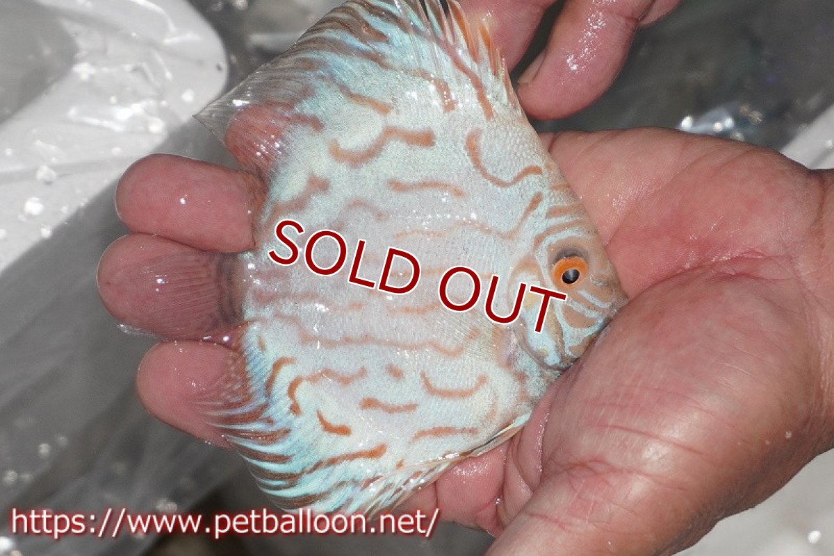 画像3: 【ディスカス】【通販】スーパーホワイトチェッカー【個体販売】10-11cm（生体）ペナン　ブリーダーTAN CHEE LOK (3)