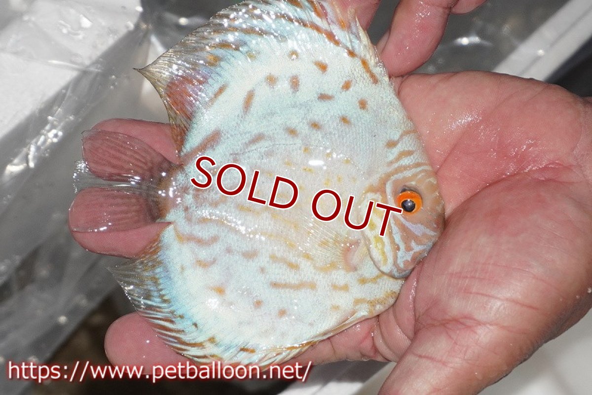 画像2: 【ディスカス】【通販】スーパーホワイトチェッカー【個体販売】10-11cm（生体）ペナン　ブリーダーTAN CHEE LOK (2)