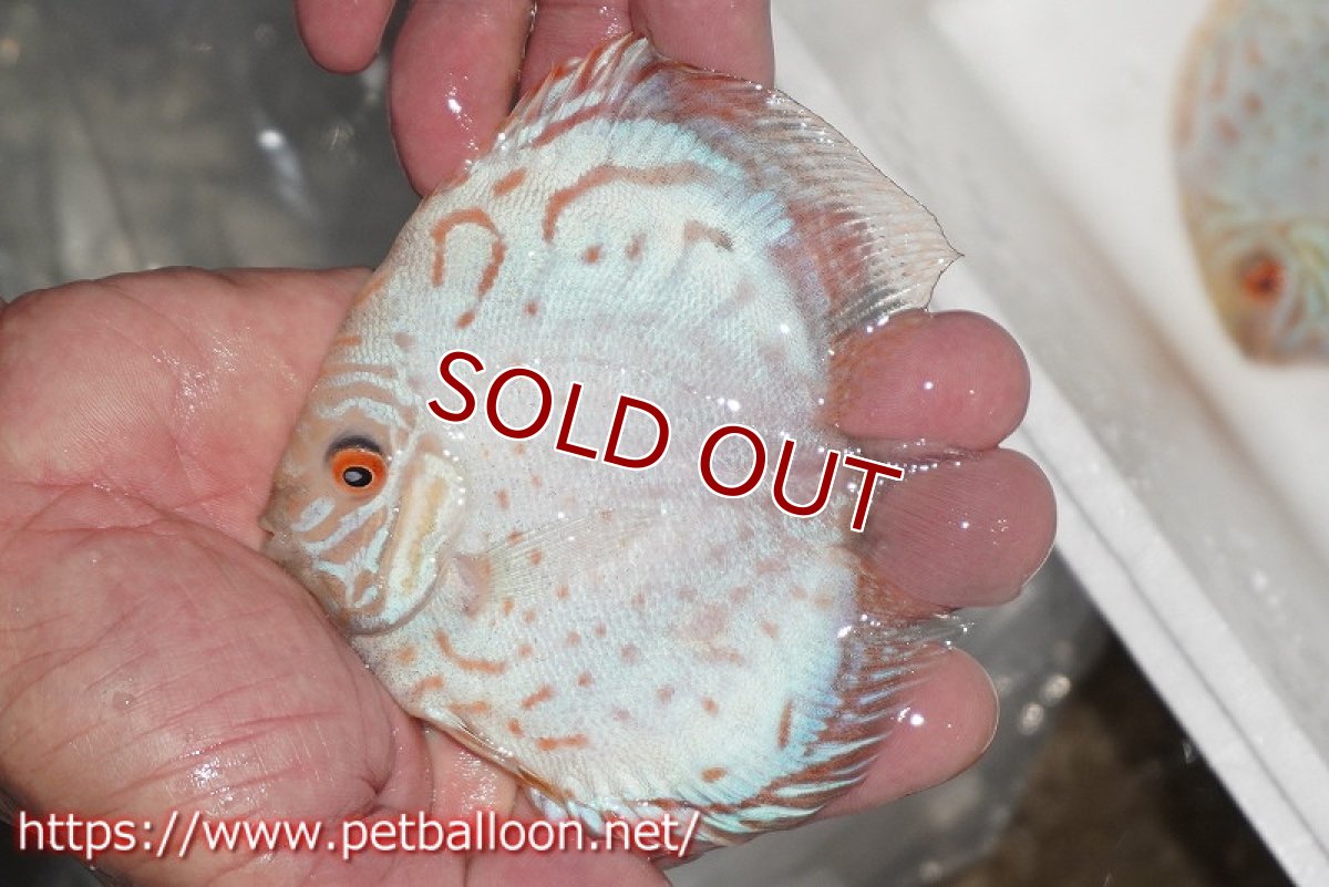 画像2: 【ディスカス】【通販】スーパーホワイトチェッカー【個体販売】10-11cm（生体）ペナン　ブリーダーTAN CHEE LOK (2)