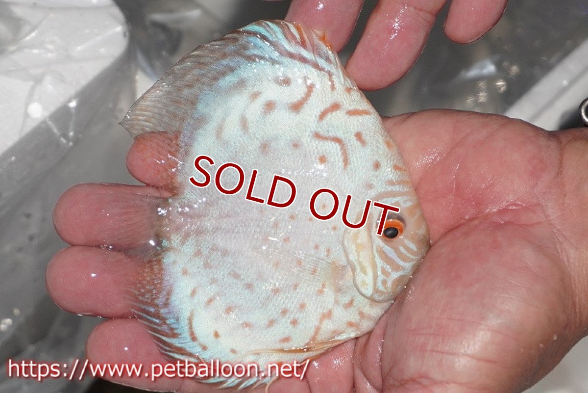 画像3: 【ディスカス】【通販】スーパーホワイトチェッカー【個体販売】10-11cm（生体）ペナン　ブリーダーTAN CHEE LOK (3)