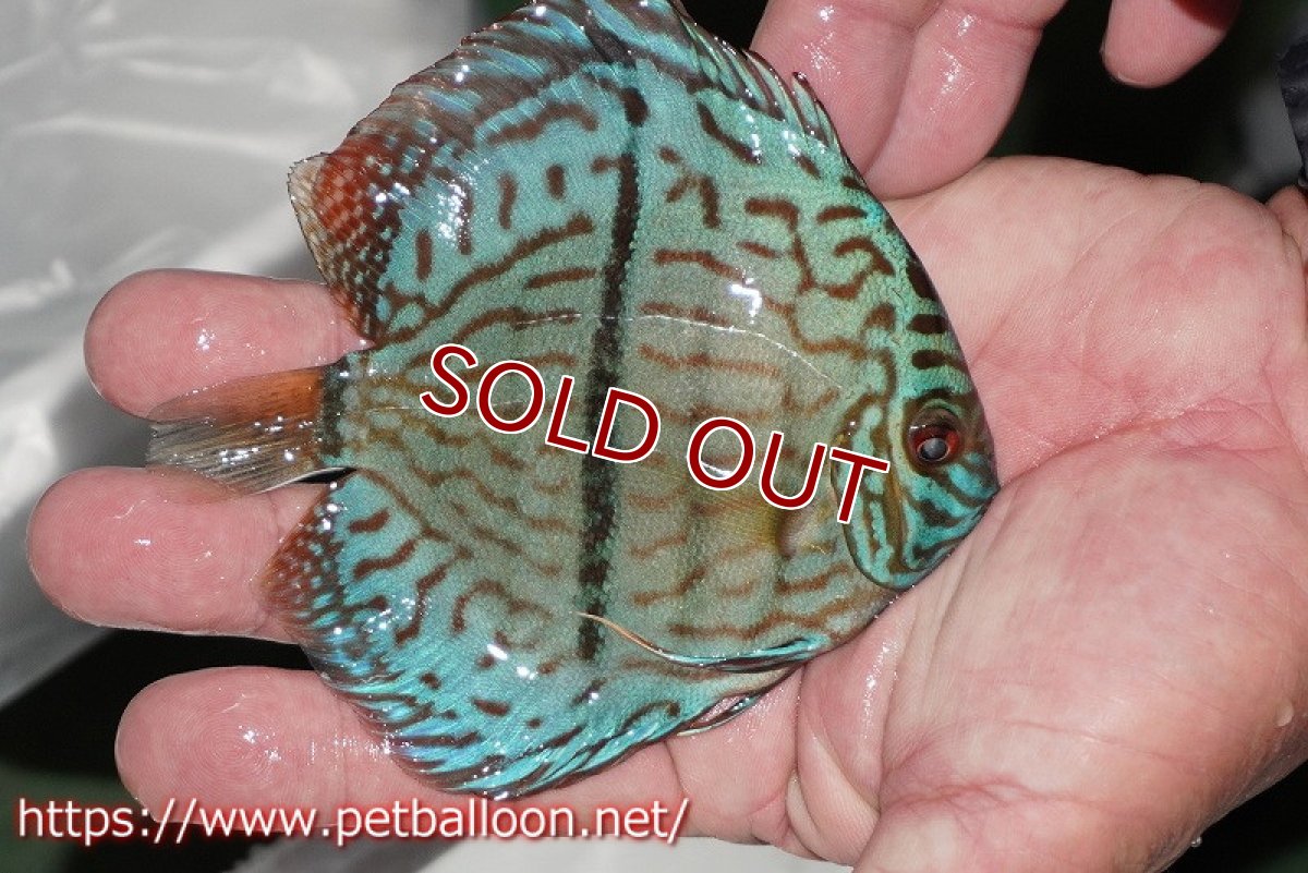 画像3: 【ディスカス】【通販】ブルームーンブリリアント(ヘビーセンターバー)【個体販売】11-12cm(生体)ペナン ブリーダー  Drテオ (3)