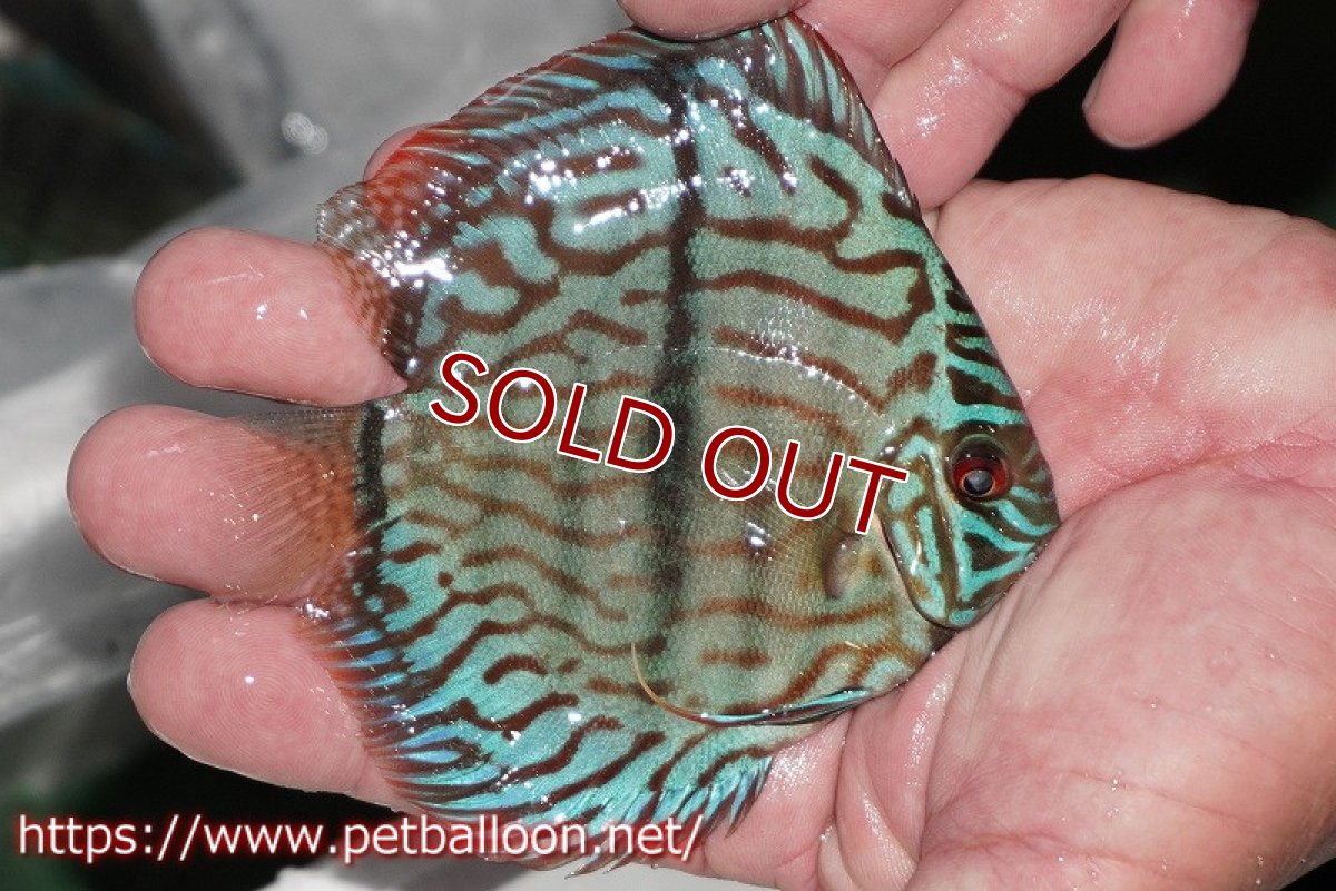 画像2: 【ディスカス】【通販】ブルームーンブリリアント(ヘビーセンターバー)【個体販売】11-12cm(生体)ペナン ブリーダー  Drテオ (2)