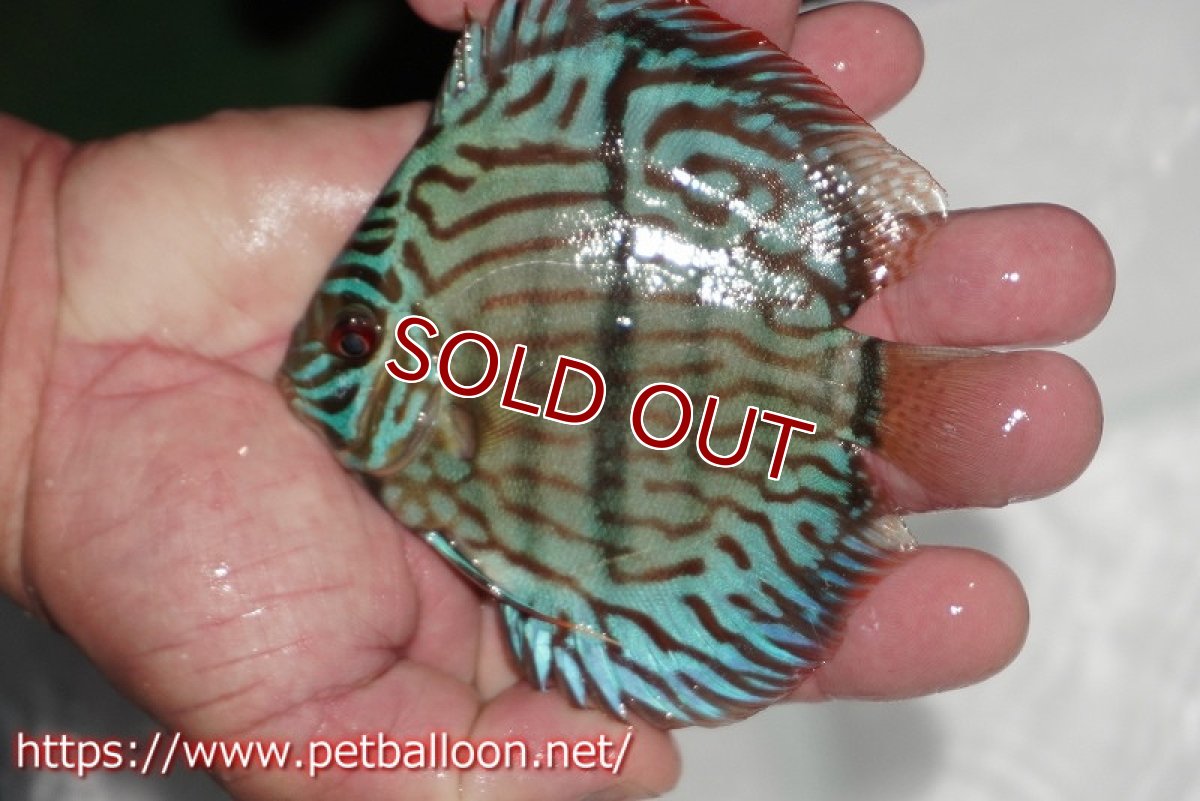 画像3: 【ディスカス】【通販】ブルームーンブリリアント(ヘビーセンターバー)【個体販売】11-12cm(生体)ペナン ブリーダー  Drテオ (3)