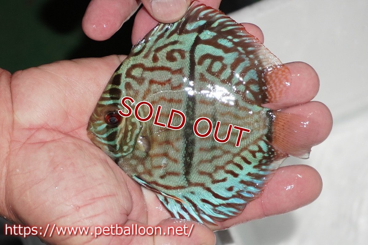 画像2: 【ディスカス】【通販】ブルームーンブリリアント(ヘビーセンターバー)【個体販売】11-12cm(生体)ペナン ブリーダー  Drテオ (2)