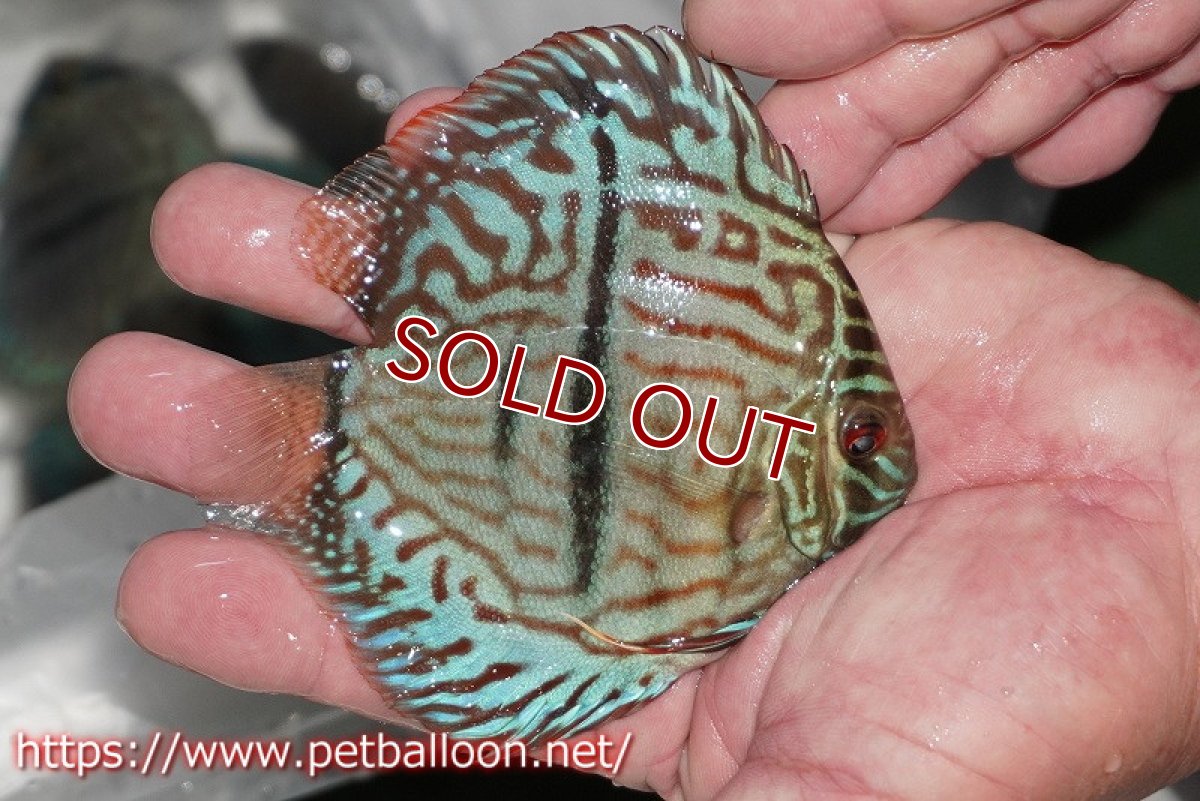 画像3: 【ディスカス】【通販】ブルームーンブリリアント(ヘビーセンターバー)【個体販売】11-12cm(生体)ペナン ブリーダー  Drテオ (3)