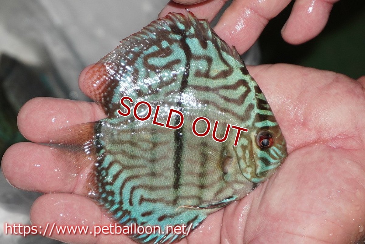 画像2: 【ディスカス】【通販】ブルームーンブリリアント(ヘビーセンターバー)【個体販売】11-12cm(生体)ペナン ブリーダー  Drテオ (2)