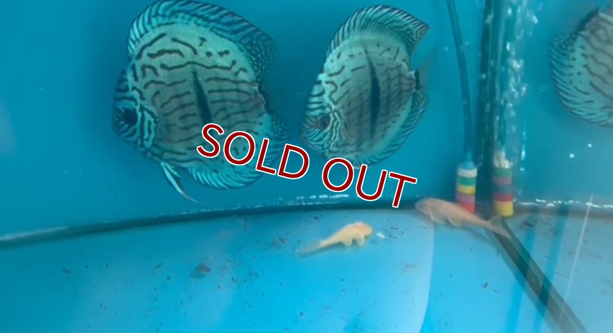 画像3: 【ディスカス】【通販】ブルームーンブリリアント(ヘビーセンターバー)【個体販売】11-12cm(生体)ペナン ブリーダー  Drテオ (3)