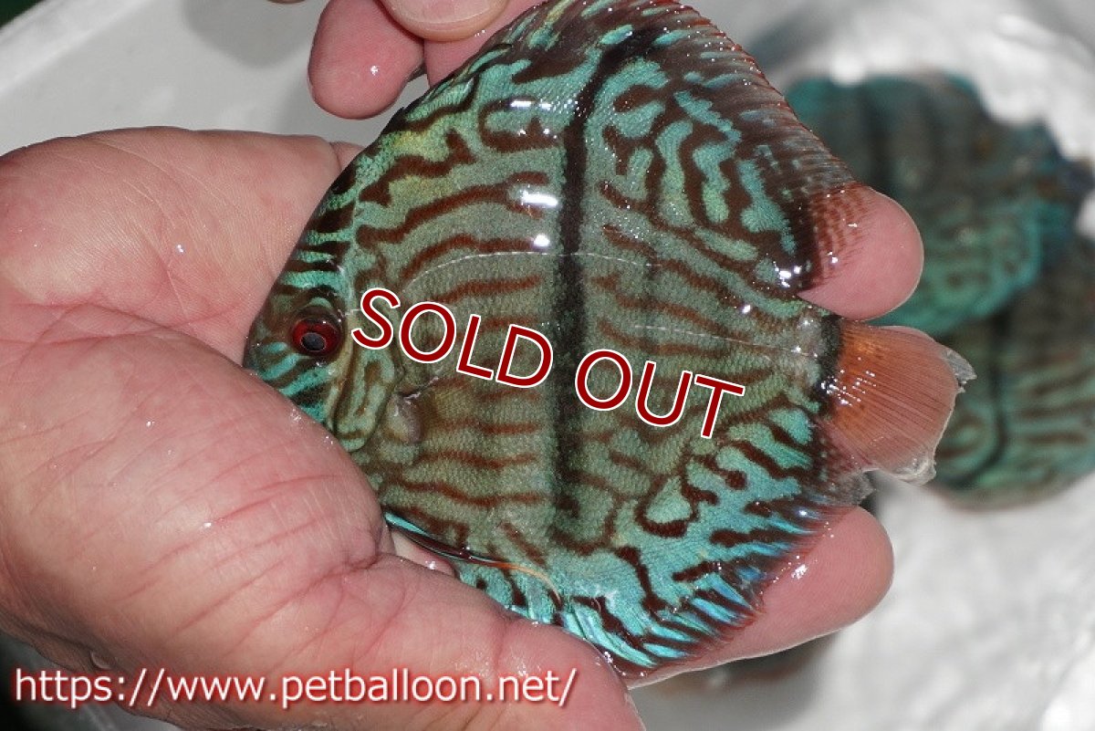 画像2: 【ディスカス】【通販】ブルームーンブリリアント(ヘビーセンターバー)【個体販売】11-12cm(生体)ペナン ブリーダー  Drテオ (2)