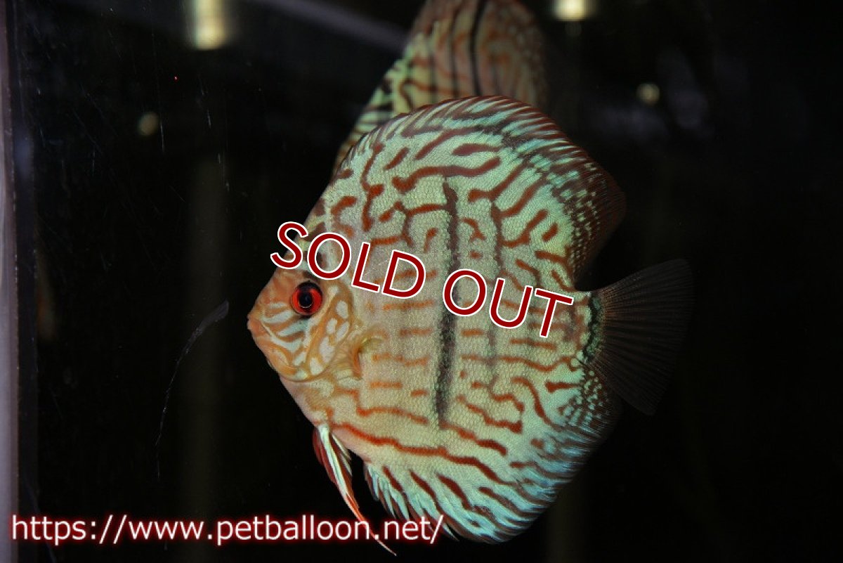 画像2: 【ディスカス】【通販】ブルームーンブリリアント(ヘビーセンターバー)【個体販売】11-12cm(生体)ペナン ブリーダー  Drテオ (2)