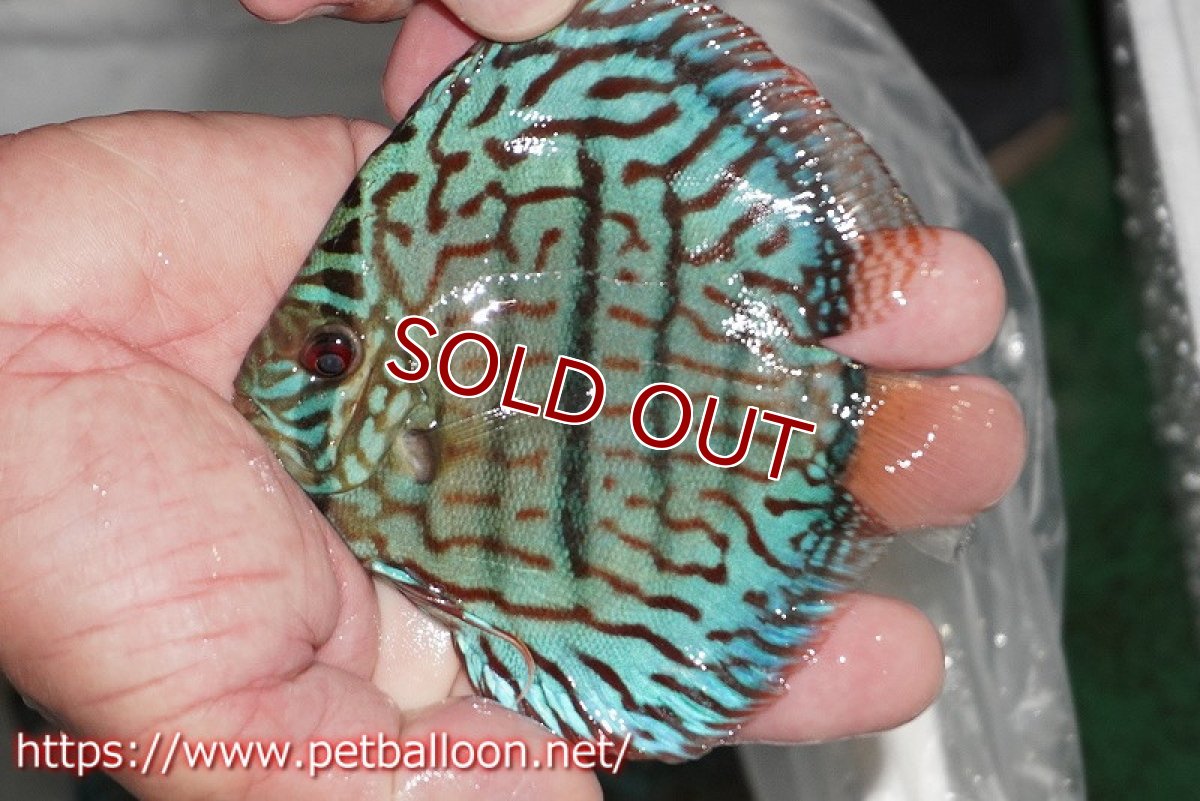 画像3: 【ディスカス】【通販】ブルームーンブリリアント(ヘビーセンターバー)【個体販売】11-12cm(生体)ペナン ブリーダー  Drテオ (3)