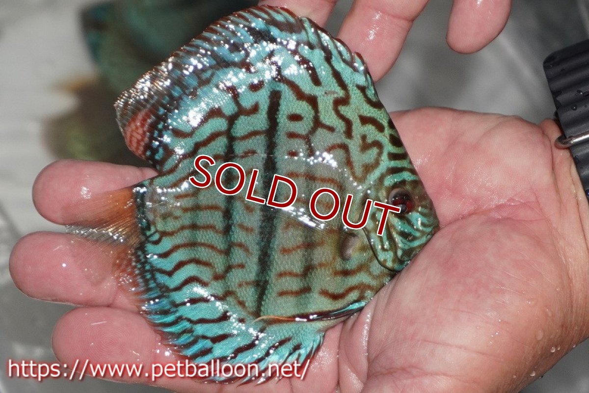 画像4: 【ディスカス】【通販】ブルームーンブリリアント(ヘビーセンターバー)【個体販売】11-12cm(生体)ペナン ブリーダー  Drテオ (4)