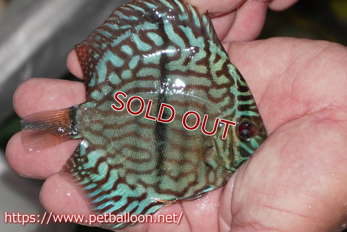 画像2: 【ディスカス】【通販】ブルームーンブリリアント(ヘビーセンターバー)【個体販売】11-12cm(生体)ペナン ブリーダー  Drテオ (2)