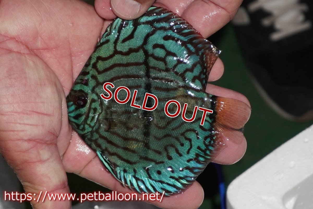 画像2: 【ディスカス】【通販】ブルームーンブリリアント(ヘビーセンターバー)【個体販売】11-12cm(生体)ペナン ブリーダー  Drテオ (2)