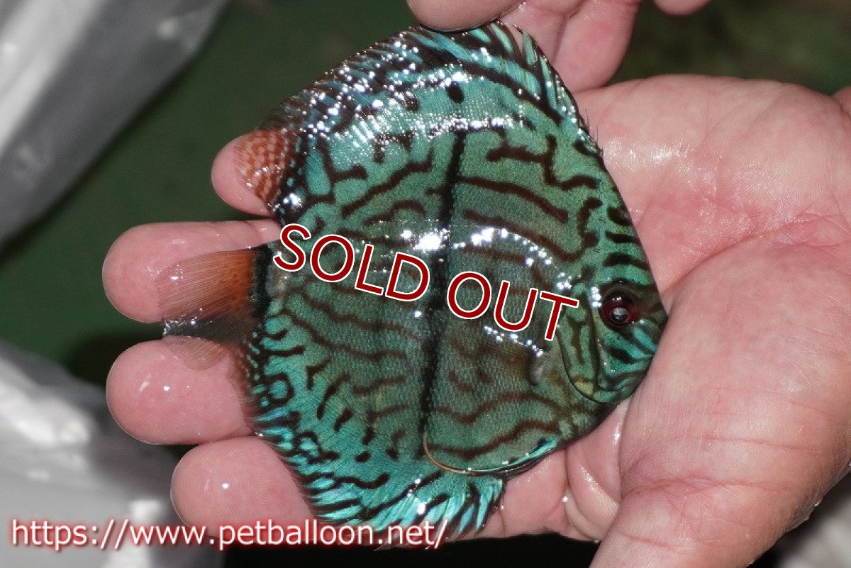 画像3: 【ディスカス】【通販】ブルームーンブリリアント(ヘビーセンターバー)【個体販売】11-12cm(生体)ペナン ブリーダー  Drテオ (3)