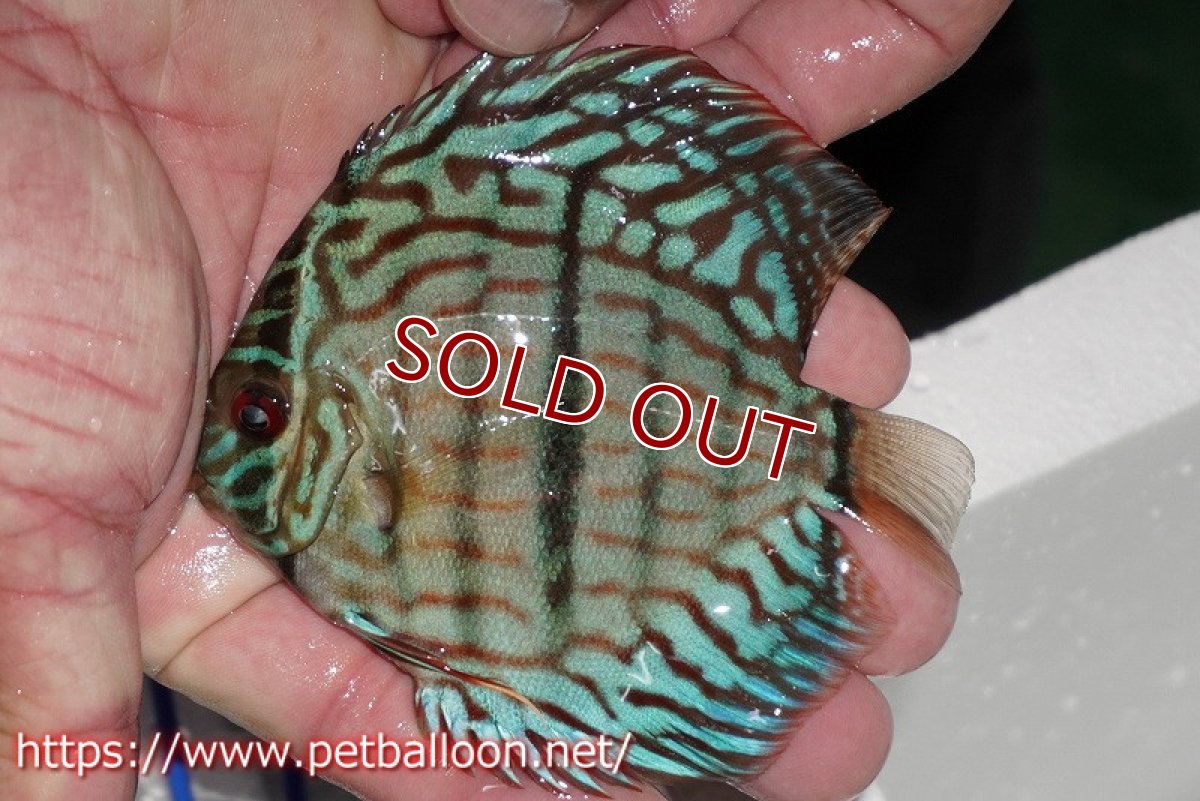 画像2: 【ディスカス】【通販】ブルームーンブリリアント(ヘビーセンターバー)【個体販売】11-12cm(生体)ペナン ブリーダー  Drテオ (2)