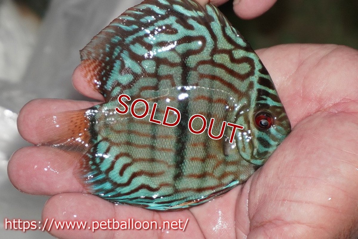 画像3: 【ディスカス】【通販】ブルームーンブリリアント(ヘビーセンターバー)【個体販売】11-12cm(生体)ペナン ブリーダー  Drテオ (3)