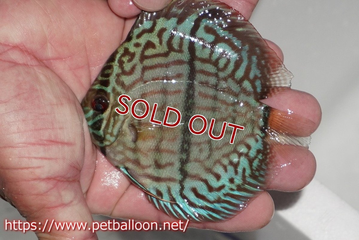 画像2: 【ディスカス】【通販】ブルームーンブリリアント(ヘビーセンターバー)【個体販売】11-12cm(生体)ペナン ブリーダー  Drテオ (2)