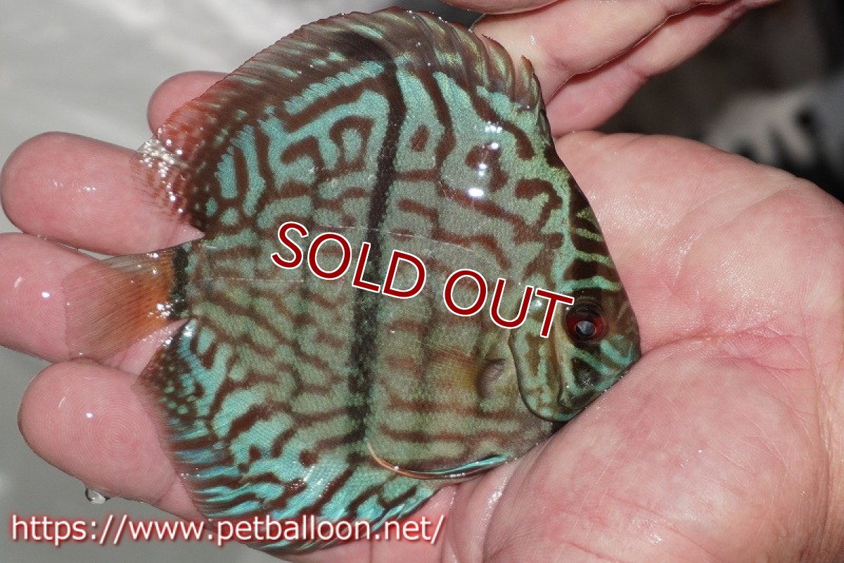 画像3: 【ディスカス】【通販】ブルームーンブリリアント(ヘビーセンターバー)【個体販売】11-12cm(生体)ペナン ブリーダー  Drテオ (3)