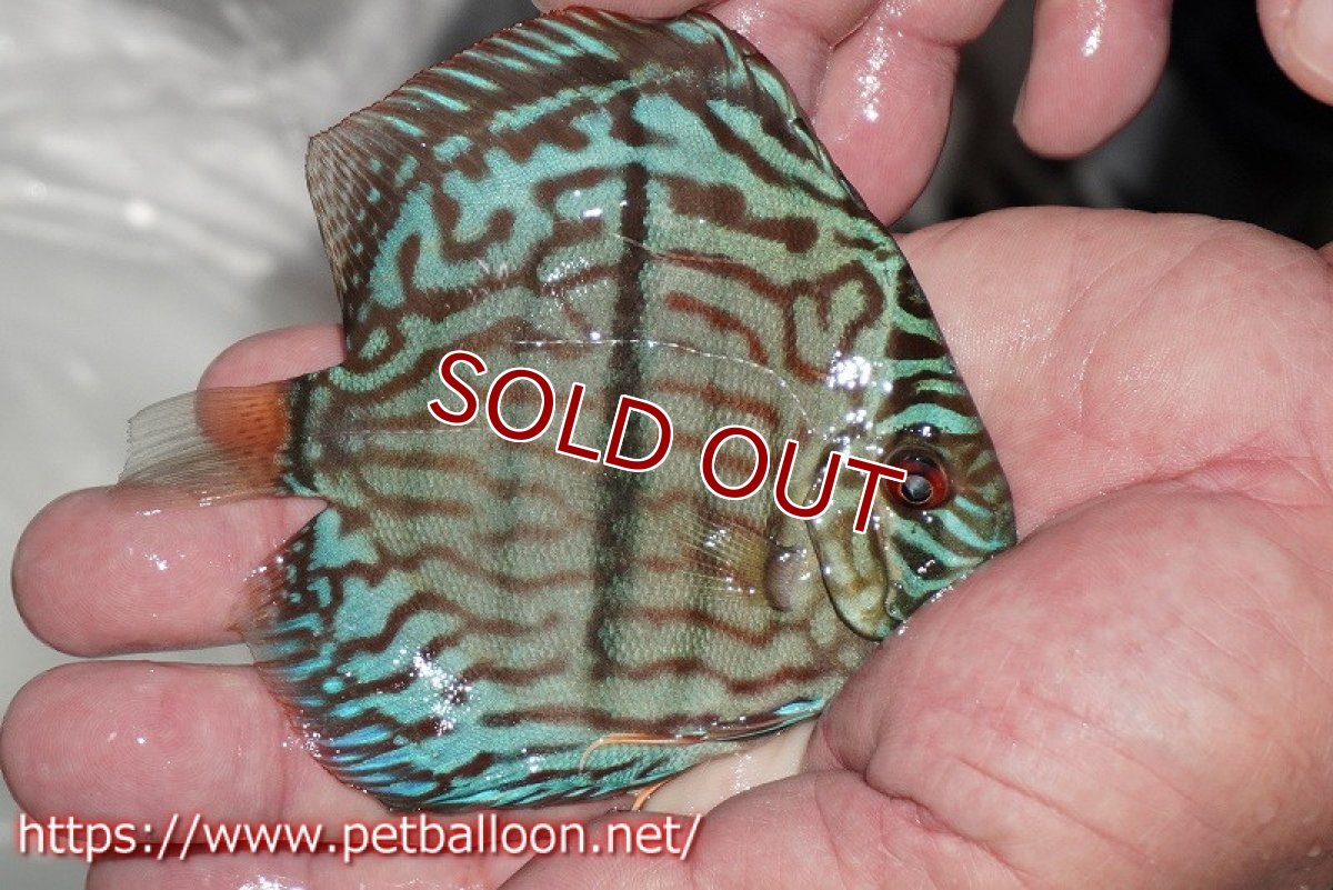 画像2: 【ディスカス】【通販】ブルームーンブリリアント(ヘビーセンターバー)【個体販売】11-12cm(生体)ペナン ブリーダー  Drテオ (2)
