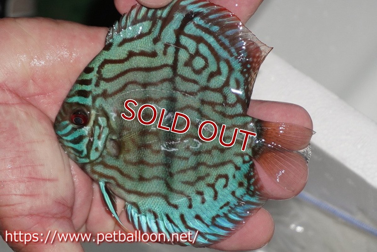 画像2: 【ディスカス】【通販】ブルームーンブリリアント(ヘビーセンターバー)【個体販売】11-12cm(生体)ペナン ブリーダー  Drテオ (2)