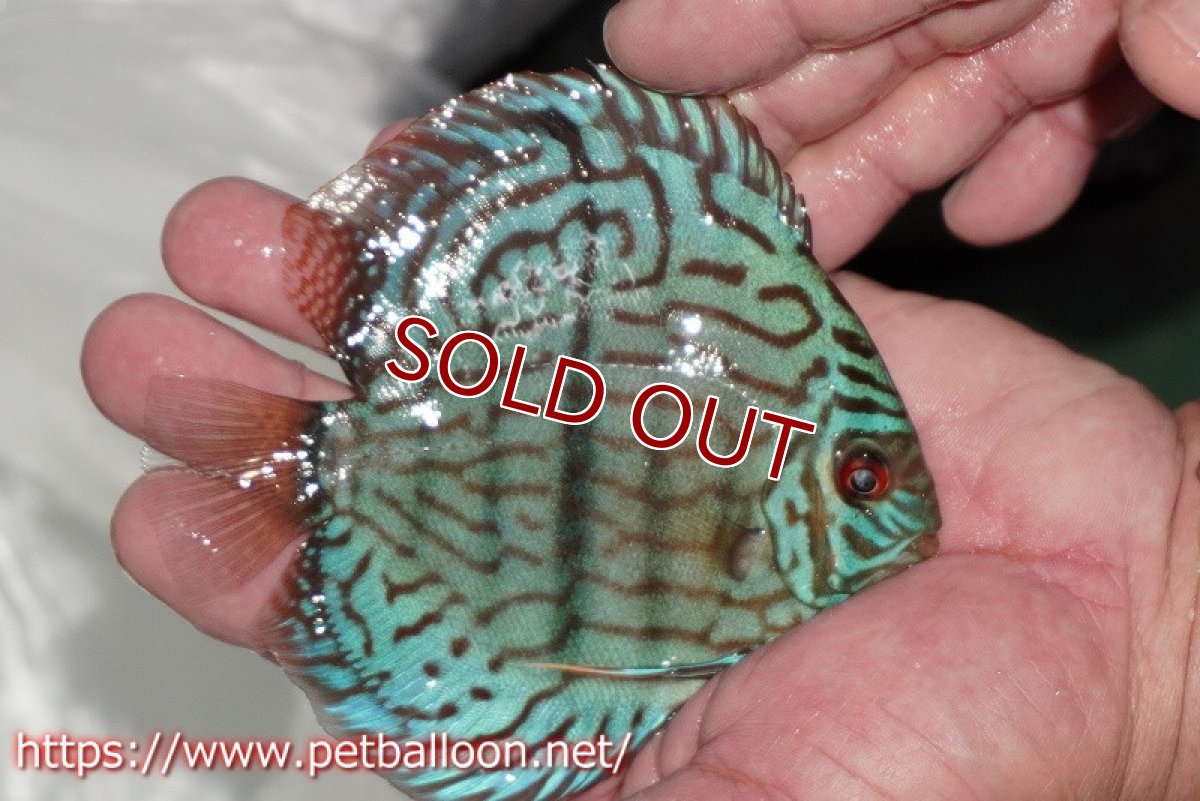 画像3: 【ディスカス】【通販】ブルームーンブリリアント(ヘビーセンターバー)【個体販売】11-12cm(生体)ペナン ブリーダー  Drテオ (3)