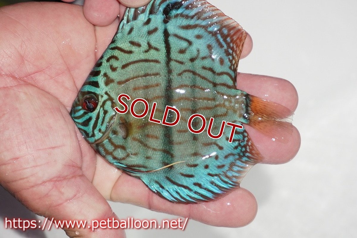 画像2: 【ディスカス】【通販】ブルームーンブリリアント(ヘビーセンターバー)【個体販売】11-12cm(生体)ペナン ブリーダー  Drテオ (2)