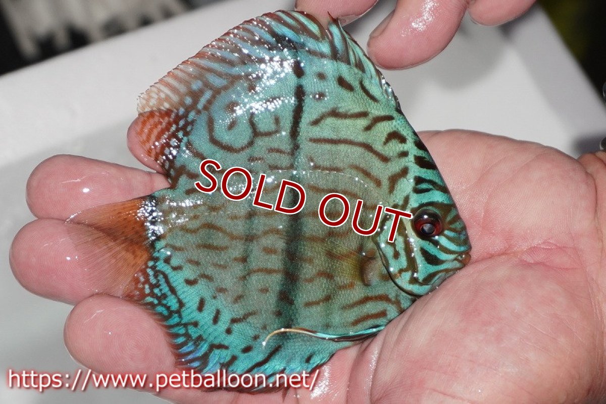 画像3: 【ディスカス】【通販】ブルームーンブリリアント(ヘビーセンターバー)【個体販売】11-12cm(生体)ペナン ブリーダー  Drテオ (3)