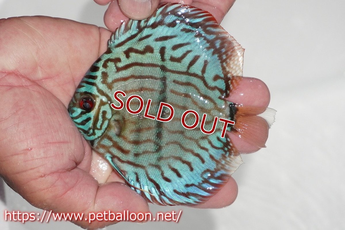 画像2: 【ディスカス】【通販】ブルームーンブリリアント（ヘビーセンターバー）【個体販売】11-12cm（生体）ペナン　ブリーダー 　Drテオ (2)