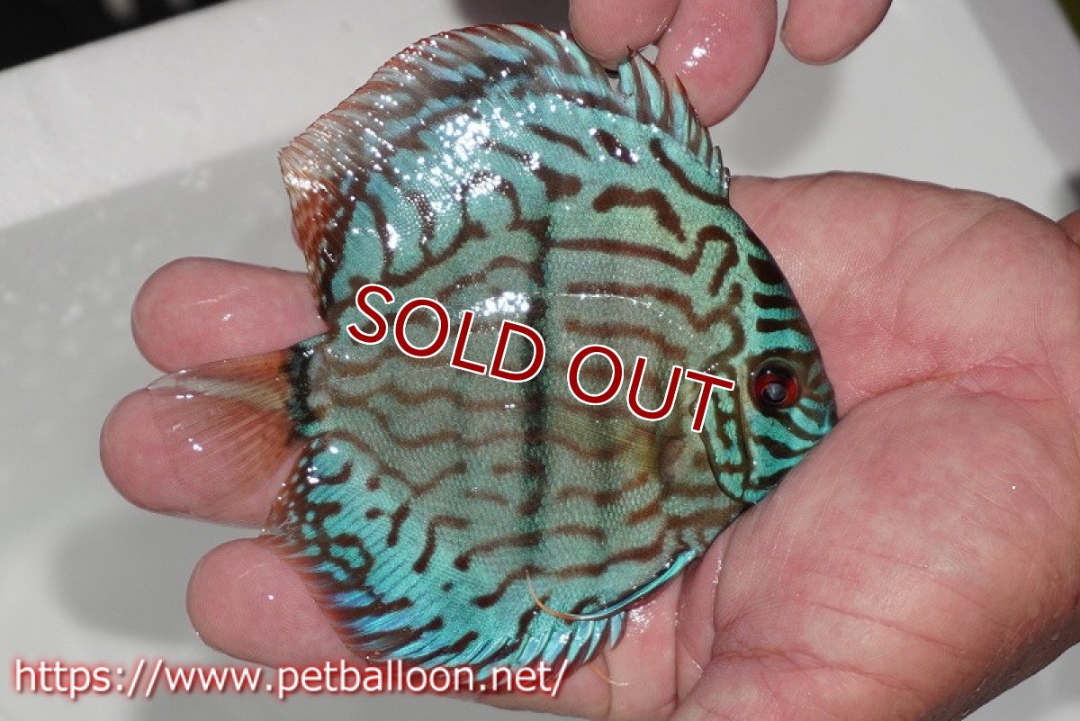 画像3: 【ディスカス】【通販】ブルームーンブリリアント（ヘビーセンターバー）【個体販売】11-12cm（生体）ペナン　ブリーダー 　Drテオ (3)