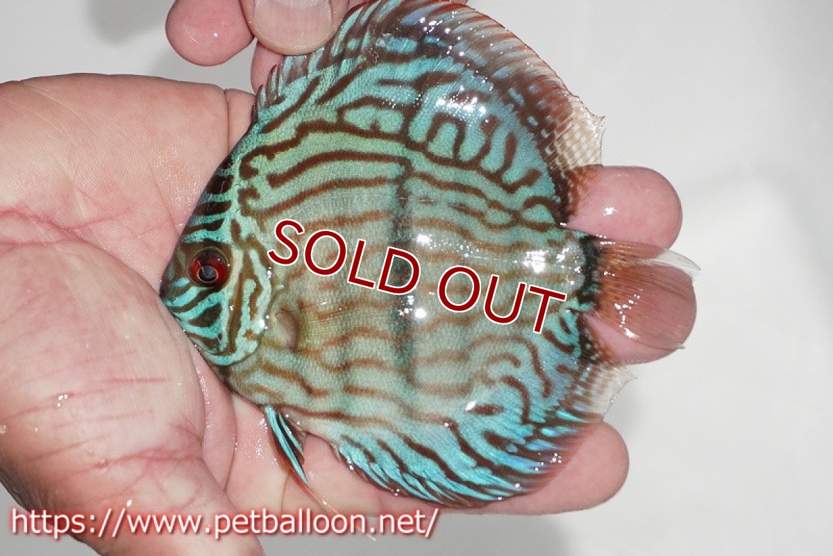 画像2: 【ディスカス】【通販】ブルームーンブリリアント(ヘビーセンターバー)【個体販売】11-12cm(生体)ペナン ブリーダー  Drテオ (2)