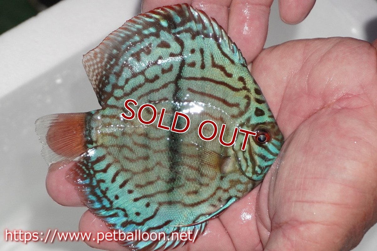 画像3: 【ディスカス】【通販】ブルームーンブリリアント(ヘビーセンターバー)【個体販売】11-12cm(生体)ペナン ブリーダー  Drテオ (3)