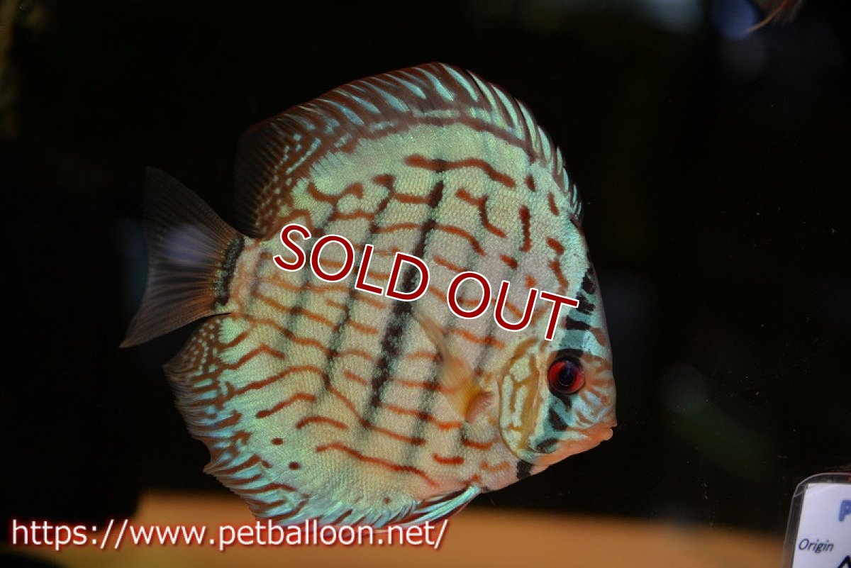 画像2: 【ディスカス】【通販】ブルームーンブリリアント(ヘビーセンターバー)【個体販売】11-12cm(生体)ペナン ブリーダー  Drテオ (2)