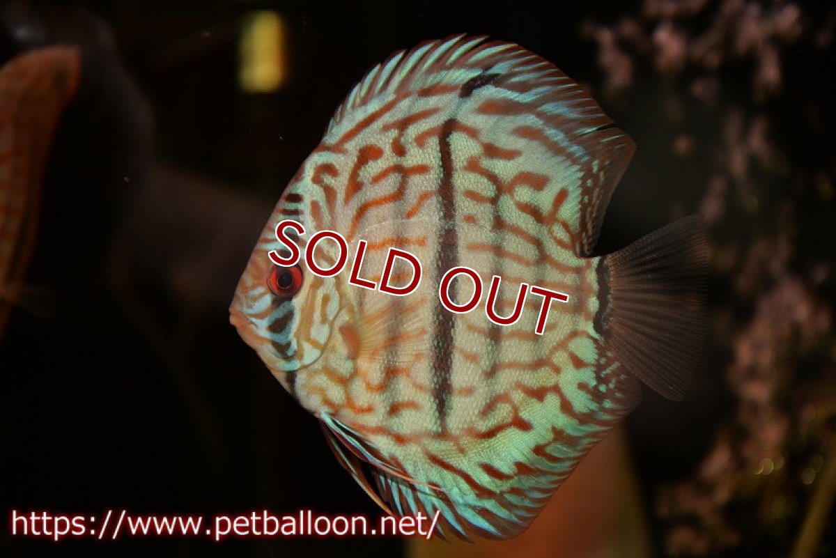 画像2: 【ディスカス】【通販】ブルームーンブリリアント(ヘビーセンターバー)【個体販売】11-12cm(生体)ペナン ブリーダー  Drテオ (2)