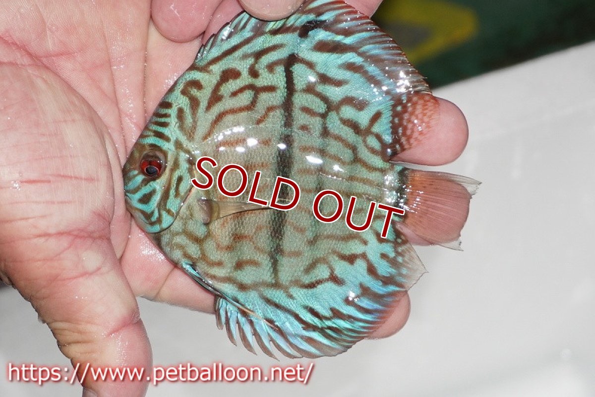 画像3: 【ディスカス】【通販】ブルームーンブリリアント(ヘビーセンターバー)【個体販売】11-12cm(生体)ペナン ブリーダー  Drテオ (3)