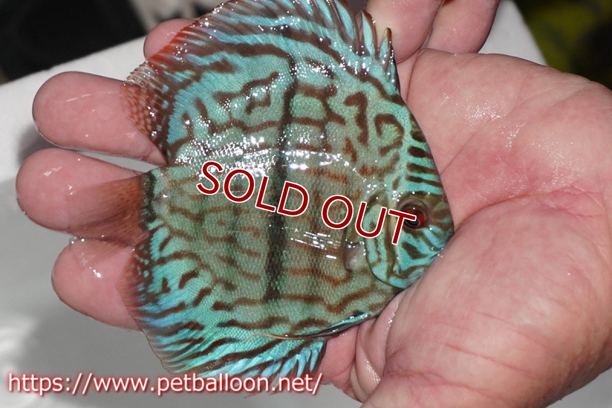 画像4: 【ディスカス】【通販】ブルームーンブリリアント(ヘビーセンターバー)【個体販売】11-12cm(生体)ペナン ブリーダー  Drテオ (4)