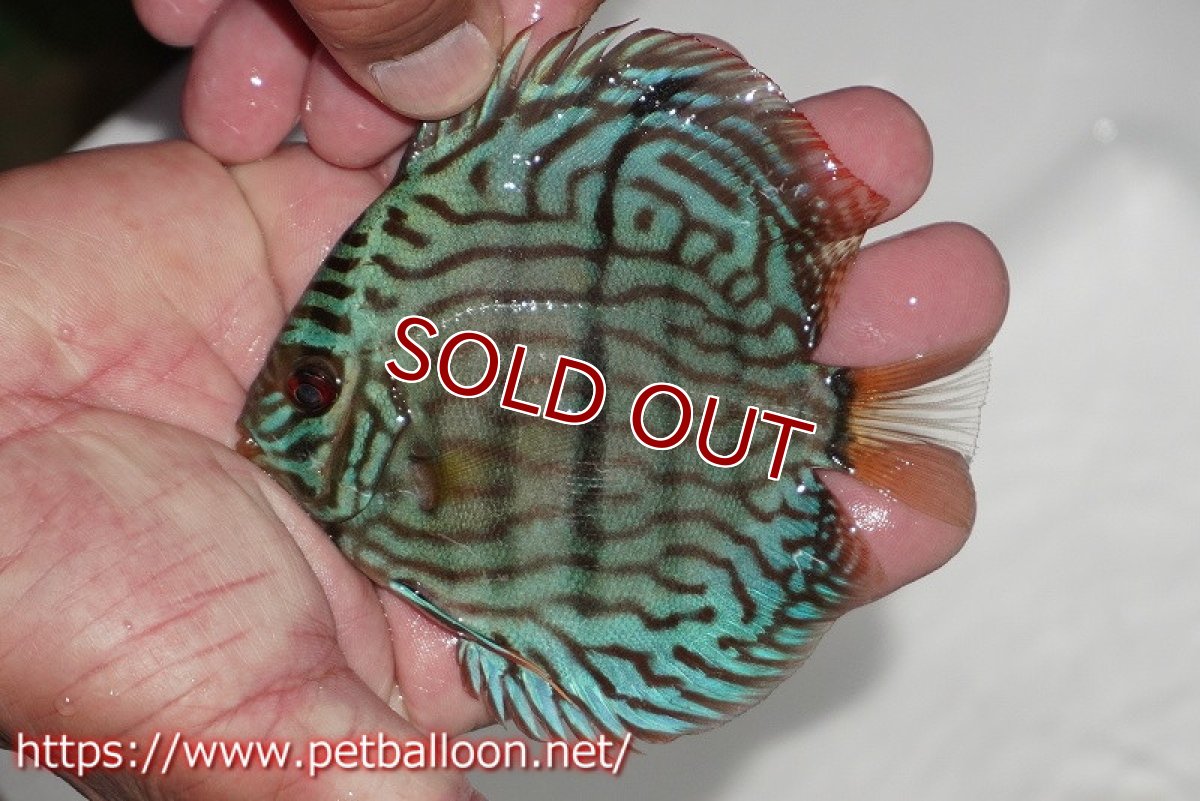 画像2: 【ディスカス】【通販】ブルームーンブリリアント(ヘビーセンターバー)【個体販売】11-12cm(生体)ペナン ブリーダー  Drテオ (2)