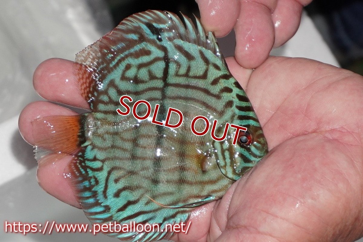 画像3: 【ディスカス】【通販】ブルームーンブリリアント(ヘビーセンターバー)【個体販売】11-12cm(生体)ペナン ブリーダー  Drテオ (3)