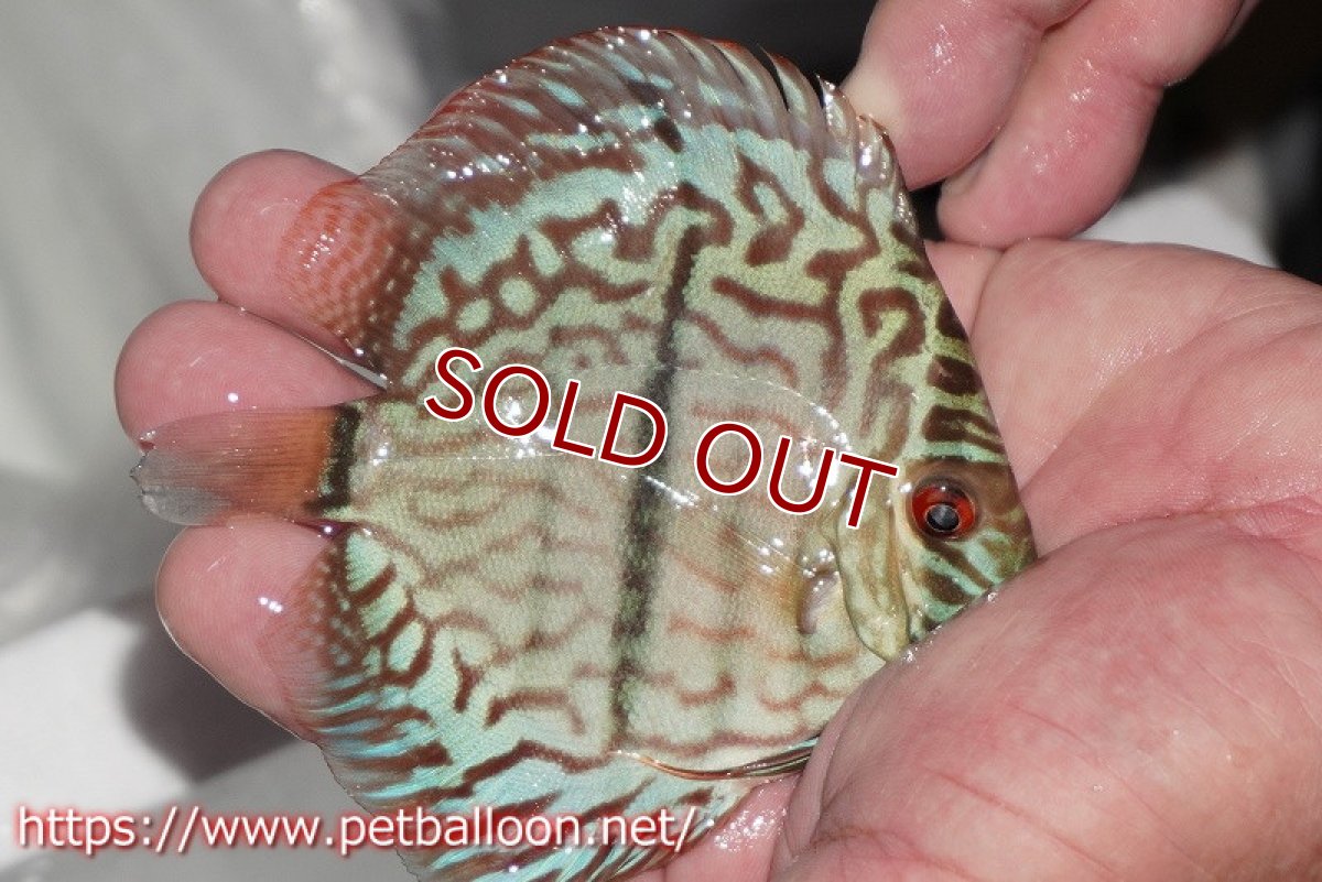 画像3: 【ディスカス】【通販】ブルームーンブリリアント(ヘビーセンターバー)【個体販売】11-12cm(生体)ペナン ブリーダー  Drテオ (3)